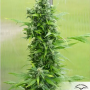 Семена конопли Auto Duck® от Dutch Passion