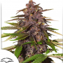 Семена конопли Auto Forbidden Cherry® от Dutch Passion