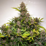 Семена конопли Auto Forbidden Cherry® от Dutch Passion