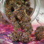 Семена конопли Auto Forbidden Cherry® от Dutch Passion
