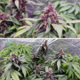 Семена конопли Auto Forbidden Cherry® от Dutch Passion