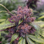 Семена конопли Auto Forbidden Cherry® от Dutch Passion
