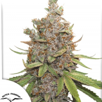 Auto Glueberry O.G.®