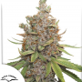 Семена конопли Auto Glueberry O.G.® от Dutch Passion