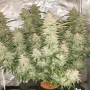 Семена конопли Auto Glueberry O.G.® от Dutch Passion