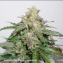 Семена конопли Auto Glueberry O.G.® от Dutch Passion