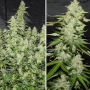 Семена конопли Auto Glueberry O.G.® от Dutch Passion