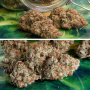 Семена конопли Auto Melonade Runtz® NEW! от Dutch Passion
