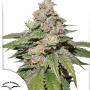 Семена конопли Auto Mokum’s Tulip® от Dutch Passion