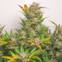 Семена конопли Auto Mokum’s Tulip® от Dutch Passion