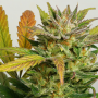 Семена конопли Auto Mokum’s Tulip® от Dutch Passion