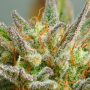 Семена конопли Auto Mokum’s Tulip® от Dutch Passion