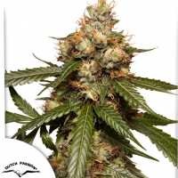 Auto THC-Victory®