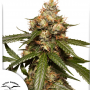Семена конопли Auto THC-Victory® от Dutch Passion