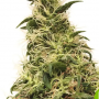 Семена конопли Auto THC-Victory® от Dutch Passion