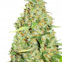 Семена конопли Auto THC-Victory® от Dutch Passion