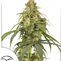 Auto CBD-Victory®