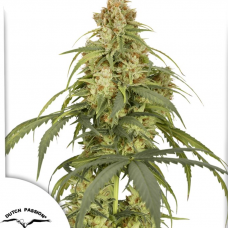Auto CBD-Victory®
