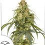 Семена конопли Auto CBD-Victory® от Dutch Passion