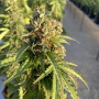 Семена конопли Auto CBD-Victory® от Dutch Passion