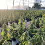 Семена конопли Auto CBD-Victory® от Dutch Passion