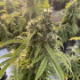 Семена конопли Auto CBD-Victory® от Dutch Passion
