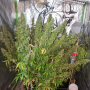 Семена конопли Auto CBD-Victory® от Dutch Passion