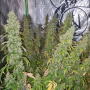 Семена конопли Auto CBD-Victory® от Dutch Passion