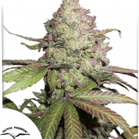 Auto CBD Charlotte’s Angel®