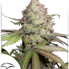 Auto CBD Charlotte’s Angel®