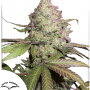 Семена конопли Auto CBD Charlotte’s Angel® от Dutch Passion