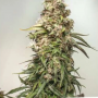 Семена конопли Auto CBD Charlotte’s Angel® от Dutch Passion