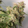 Семена конопли Auto CBD Charlotte’s Angel® от Dutch Passion