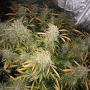 Семена конопли Auto CBD Charlotte’s Angel® от Dutch Passion