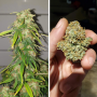 Семена конопли Auto CBD Charlotte’s Angel® от Dutch Passion