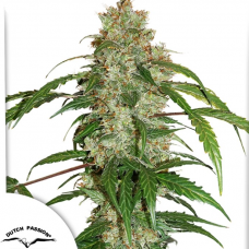 Auto CBD White Widow®