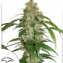Семена конопли Auto CBD White Widow® от Dutch Passion