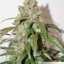 Семена конопли Auto CBD White Widow® от Dutch Passion