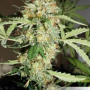Семена конопли Auto CBD White Widow® от Dutch Passion