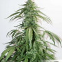 Семена конопли Auto CBD White Widow® от Dutch Passion