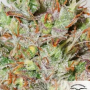 Семена конопли Auto CBD White Widow® от Dutch Passion