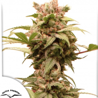 Auto CBG-Force®