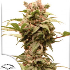 Auto CBG-Force®