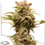 Семена конопли Auto CBG-Force® от Dutch Passion