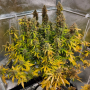Семена конопли Auto CBG-Force® от Dutch Passion