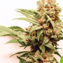 Семена конопли Auto CBG-Force® от Dutch Passion