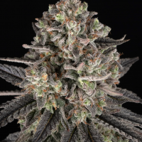 Blue Dream