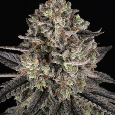 Blue Dream