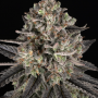 Семена конопли Blue Dream от Barney's Farm