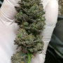 Семена конопли Blue Gelato 41 от Barney's Farm